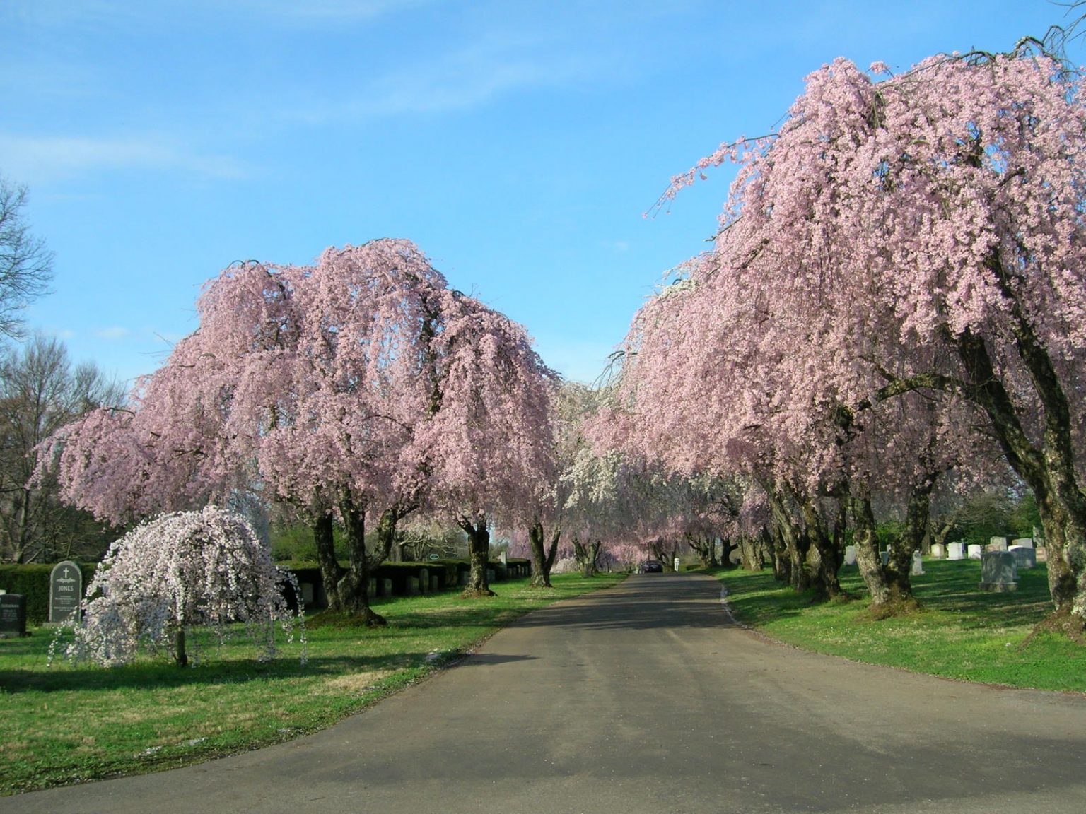 Spring Flowers Lexington Cemetery