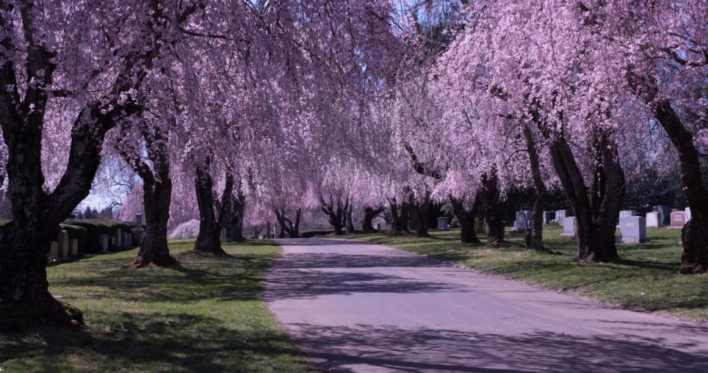 Weeping Cherry trees Lexington Cemetery